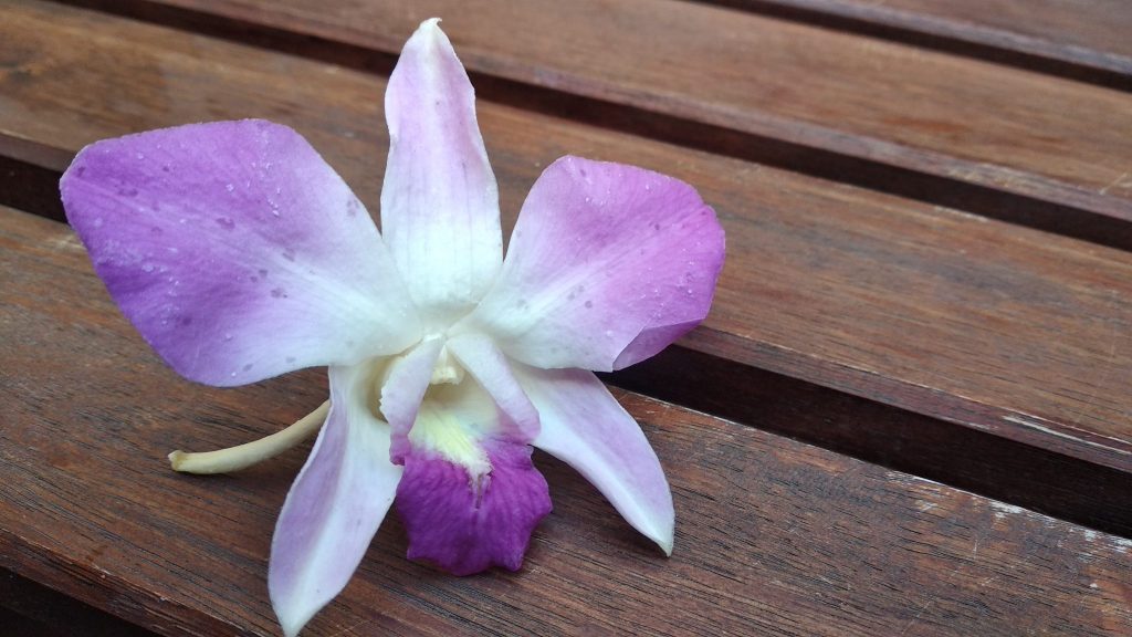 Orquidea violeta presevada